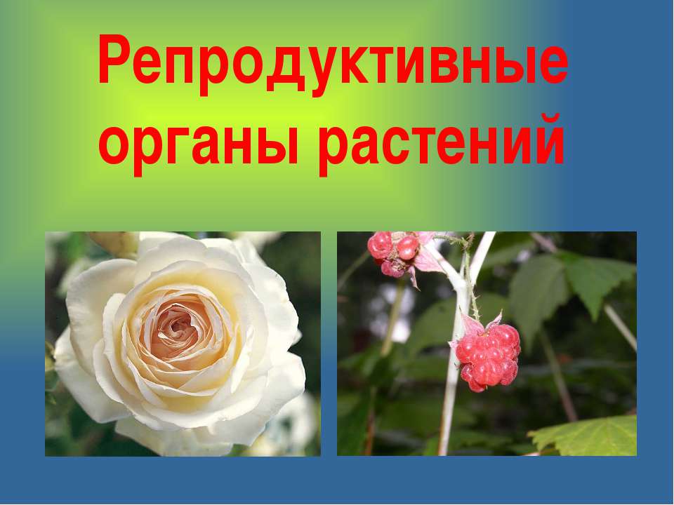 Репродуктивные органы растений - Скачать Читать Лучшую Школьную Библиотеку Учебников