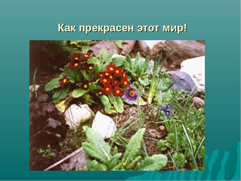 Как прекрасен этот мир! - Скачать Читать Лучшую Школьную Библиотеку Учебников