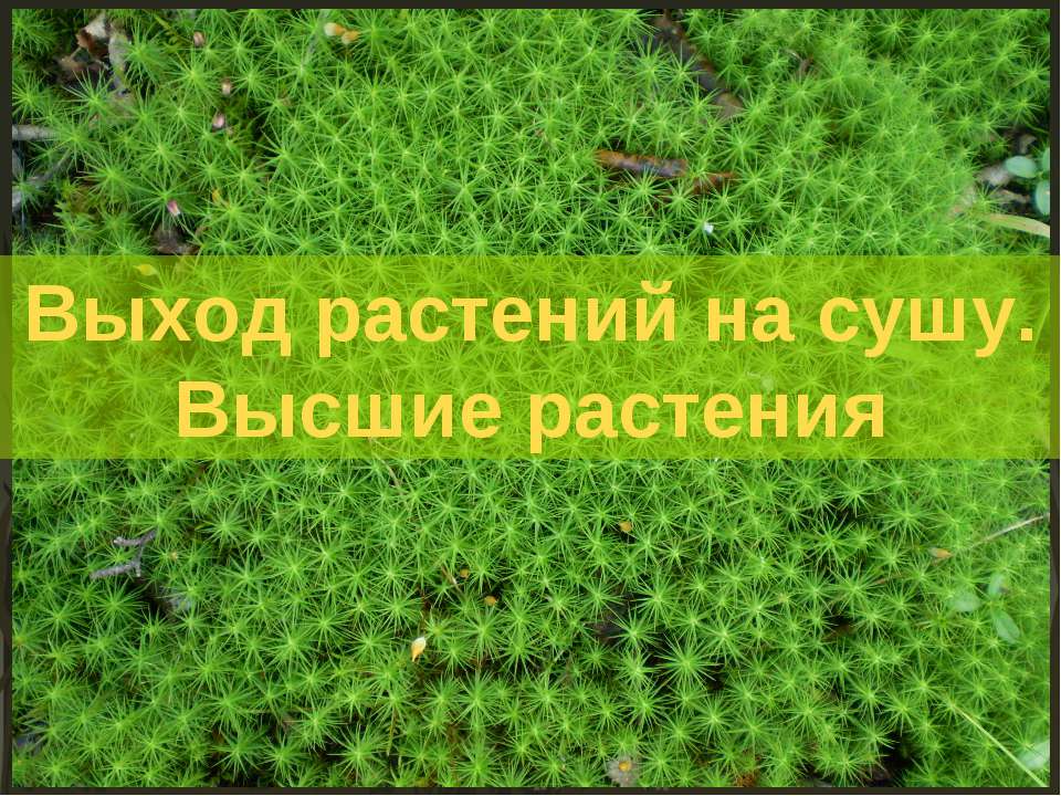 Выход растений на сушу. Высшие растения - Скачать Читать Лучшую Школьную Библиотеку Учебников