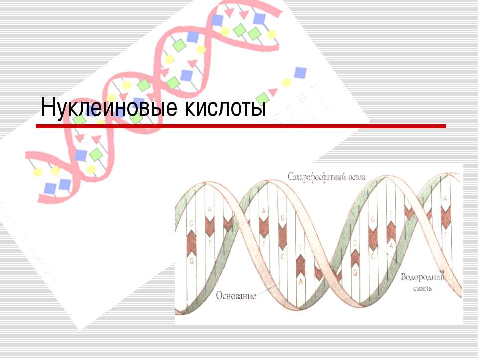 Нуклеиновые кислоты - Скачать Читать Лучшую Школьную Библиотеку Учебников (100% Бесплатно!)