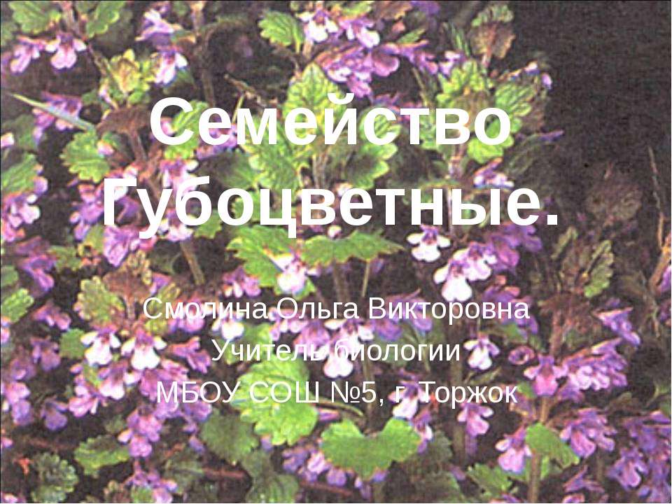 Семейство Губоцветные - Скачать Читать Лучшую Школьную Библиотеку Учебников (100% Бесплатно!)