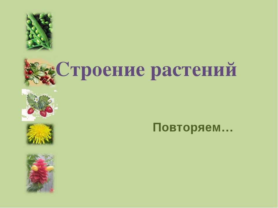 Строение растений - Скачать Читать Лучшую Школьную Библиотеку Учебников (100% Бесплатно!)