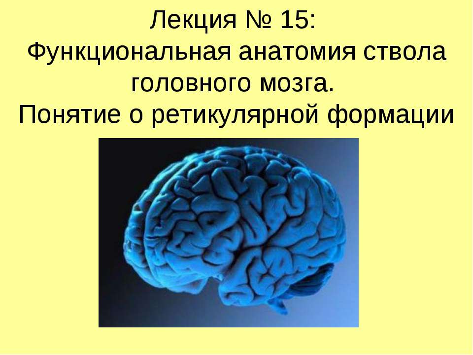 Функциональная анатомия ствола головного мозга. Понятие о ретикулярной формации - Скачать Читать Лучшую Школьную Библиотеку Учебников
