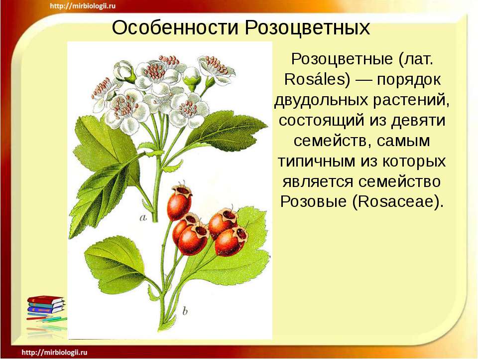 Особенности Розоцветных - Скачать Читать Лучшую Школьную Библиотеку Учебников (100% Бесплатно!)