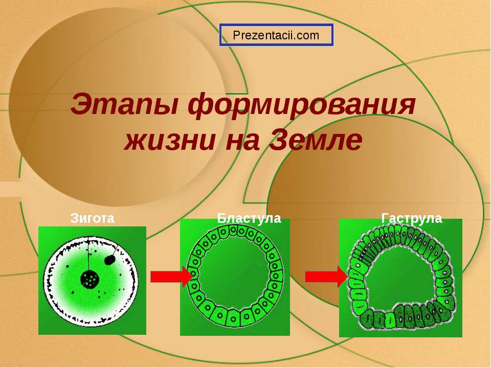 Этапы формирования жизни на Земле - Скачать Читать Лучшую Школьную Библиотеку Учебников