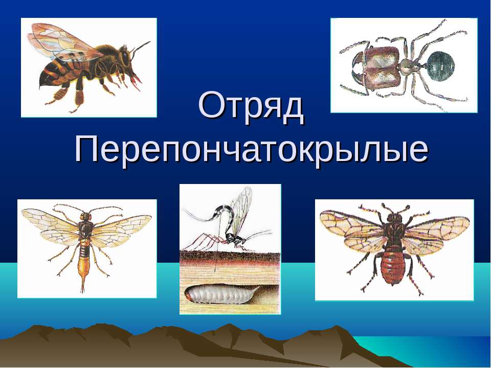 Отряд Перепончатокрылые - Скачать Читать Лучшую Школьную Библиотеку Учебников (100% Бесплатно!)