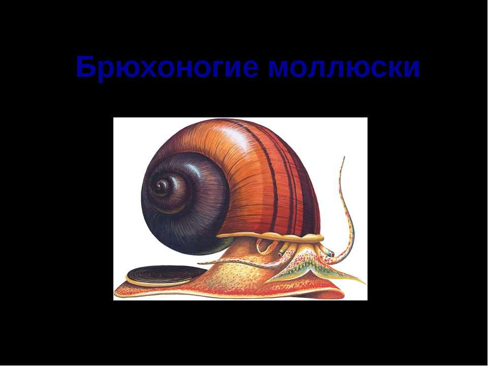 Брюхоногие моллюски - Скачать Читать Лучшую Школьную Библиотеку Учебников (100% Бесплатно!)