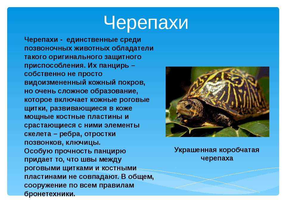 Черепахи - Скачать Читать Лучшую Школьную Библиотеку Учебников