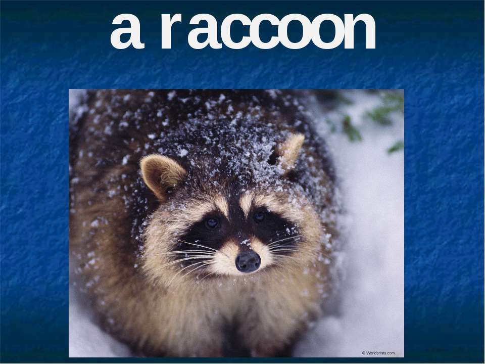 A raccoon - Скачать Читать Лучшую Школьную Библиотеку Учебников