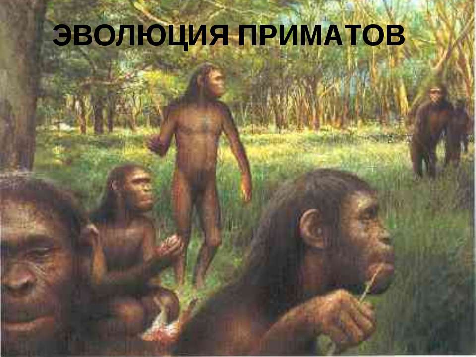 Эволюция приматов 11 класс - Скачать Читать Лучшую Школьную Библиотеку Учебников (100% Бесплатно!)