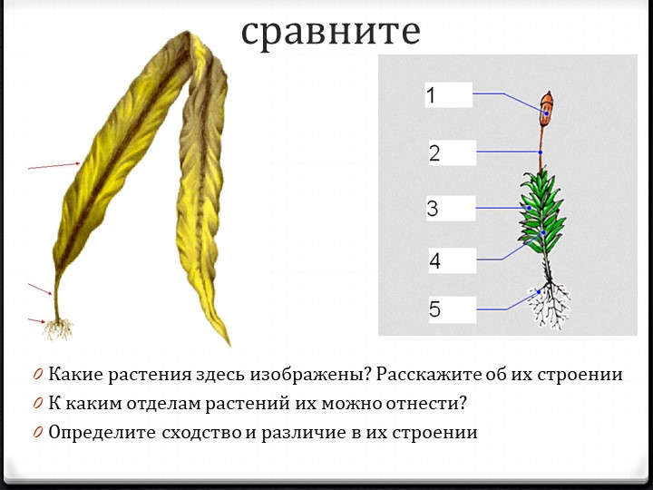 Презентация по теме общая характеристика папоротникообразных 7 класс - Скачать Читать Лучшую Школьную Библиотеку Учебников (100% Бесплатно!)