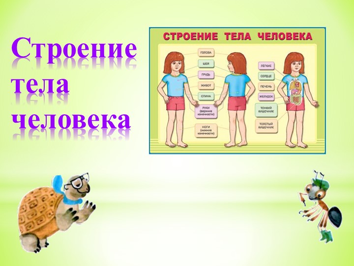 Презентация "Строение тела человека" 3 класс - Скачать Читать Лучшую Школьную Библиотеку Учебников (100% Бесплатно!)