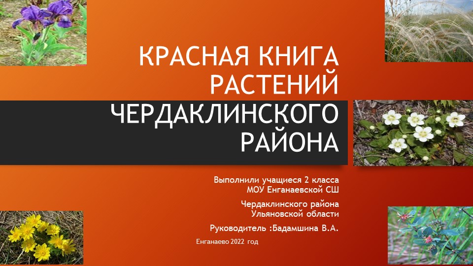 Презентация исследовательского проекта по теме: " Красная Книга растений Чердаклинского района Ульяновской области" - Скачать Читать Лучшую Школьную Библиотеку Учебников (100% Бесплатно!)