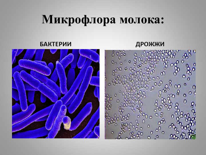 Презентация " Микрофлора молока" - Скачать Читать Лучшую Школьную Библиотеку Учебников