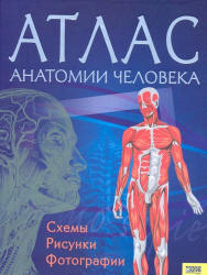 Атлас анатомии человека - Пер. Севастьяновой И. - Скачать Читать Лучшую Школьную Библиотеку Учебников (100% Бесплатно!)